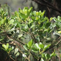 Melicope lunu-ankenda (Gaertn.) T.G.Hartley